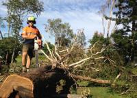 Tree Lopping Brisbane image 2